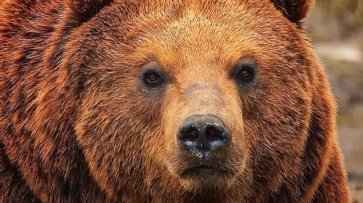 Большинство россиян считают медведя подходящим символом для страны - «Общество»