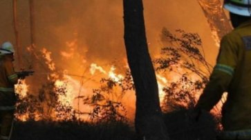 Австралийские пожарные не справляются с пожарами и убегают - «Происшествия»