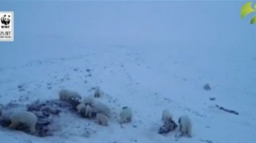 Белые медведи окружили село на Чукотке - «Происшествия»