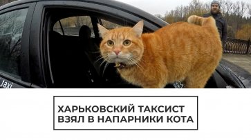 Харьковский таксист взял в напарники кота - (видео)