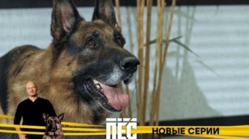 Любимые герои и новые серии детективного сериала «Пёс» — с 9 декабря  - «НТВ»