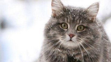 Приметы и суеверия объясняют, почему кошки уходят из дома и не возвращаются - «Новости»