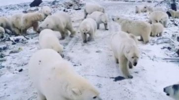 Российское село "захватили" белые медведи - «Происшествия»