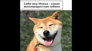 Собака-улыбака из Японии - (видео)