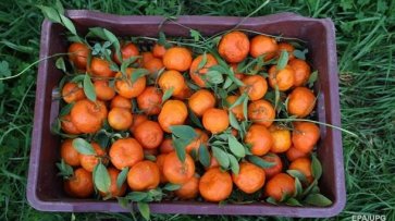 Украина нарастила импорт мандаринов на 10% - «Экономика»
