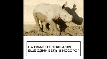 В зоопарке Сан-Диего появился на свет детеныш белого носорога - (видео)