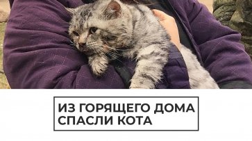 Во Владимирской области спасли кота из горящего дома - (видео)