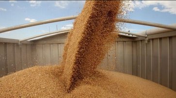 Бангладеш будет импортировать пшеницу из Украины - «Экономика»