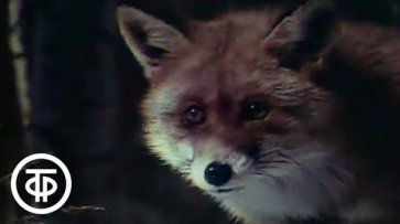 Биология. Животные и среда (1983)  - «Видео»