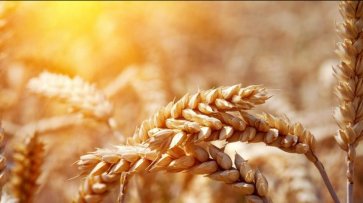Экспорт пшеницы в Аргентине увеличится до 13,5 млн. тонн пшеницы в 2019-20 МГ - «Экономика»