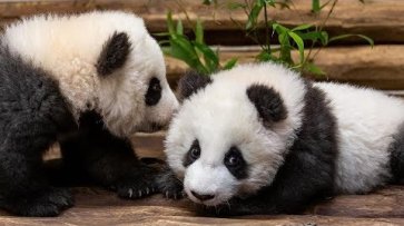 Панды-близнецы в берлинском зоопарке - (видео)