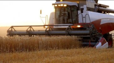 В 2019-20 МГ урожай зерна в России вырастет до 114,2 млн. тонн - «Экономика»