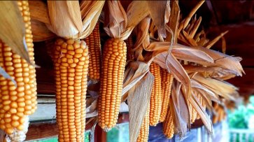 В 2019-20 сезоне урожай кукурузы в ЮАР сократится до 11,8 млн. тонн - «Экономика»