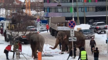 В Екатеринбурге слоны сбежали из цирка, чтобы поваляться в снегу - «Общество»