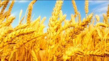 Во Франции до 19-летнего минимума сократится площадь посевов мягкой пшеницы - «Экономика»