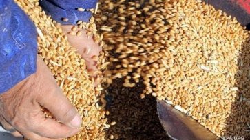 Госстат подсчитал рекордный урожай 2019 года - «Экономика»