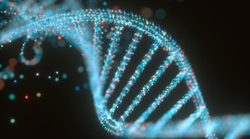 В ДНК западных африканцев выявили гены неизвестного гоминида - «Технологии»