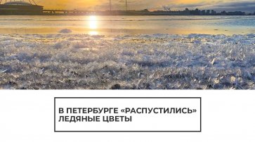 В Петербурге распустились "ледяные цветы" - (видео)