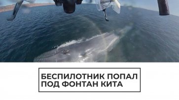 Беспилотник попал под фонтан кита - (видео)