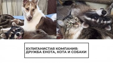 Дружба енота, кота и собаки - (видео)