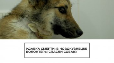 В Новокузнецке волонтеры спасли собаку от смерти - (видео)