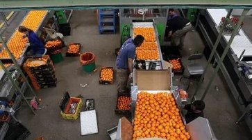Финляндия вернула 8 партий израильских апельсинов из-за следов запрещенного удобрения - «Экономика»