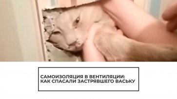 Спасение кота Васьки - (видео)