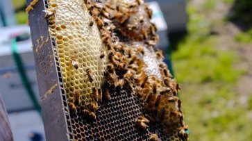 Кабмин впервые выделил дотации пчеловодам - «Экономика»