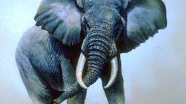 СК проводит проверку после драки слонов в Казанском цирке - «Происшествия»