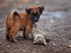 В Госдуме предложили усыплять бездомных собак - «Новости»