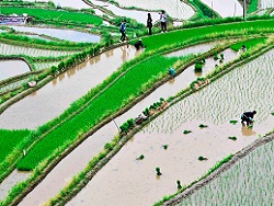 Китайские ученые собрали первый урожай "космического" риса - «Технологии»