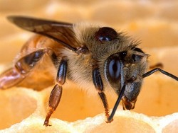 «Укрпочта» объявила о прекращении доставки пчел - «Общество»