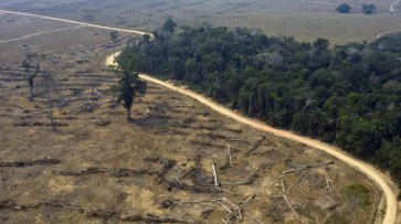 Более 100 стран мира согласились прекратить вырубку лесов к 2030 году - «Политика»