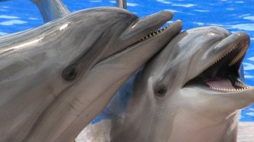 "Его назначение — доставлять удовольствие": ученые нашли у самок дельфинов клитор, работающий как у женщин - «Жизнь»