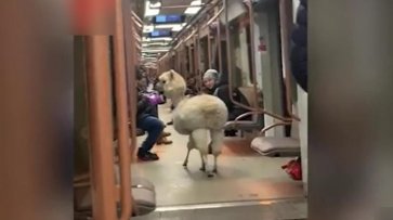 "Билет покупать не пришлось": альпака прокатился в московском метро и вышел рядом с зоопарком - «Жизнь»