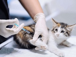 В России запатентована антиковидная вакцина для животных "Карнивак-Ков". - «Здоровье»