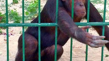 В Великобритании выявили более 100 случаев заражения оспой обезьян - «Здоровье»