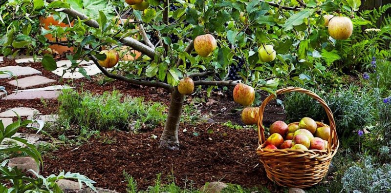 Депутат Чаплин рассказал, когда дачники могут срывать плоды с соседских деревьев Новости
