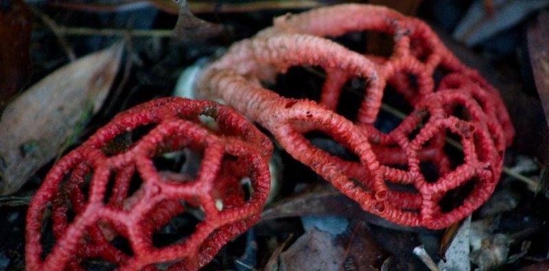 Россиян предупредили о массовом распространении краснокнижных ядовитых грибов Новости