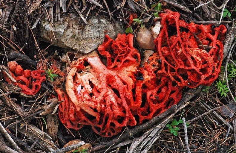 Россиян предупредили о массовом распространении краснокнижных ядовитых грибов Новости