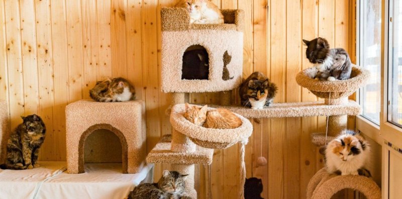 На mos.ru появился сервис, с помощью которого можно забрать животное из приюта Новости