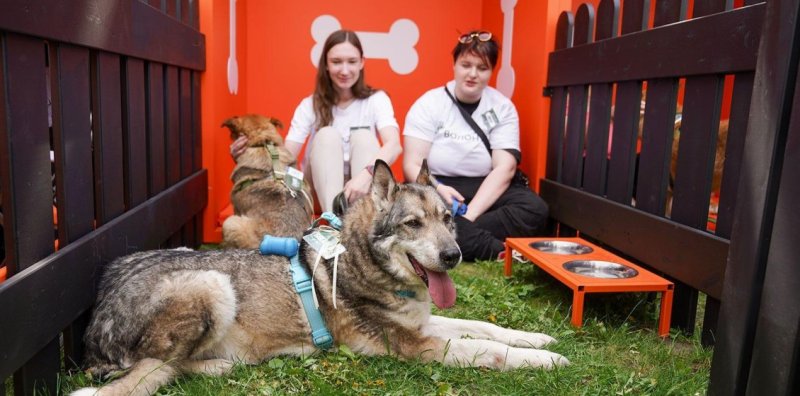 Десятки собак и кошек нашли хозяев благодаря сервису "Моспитомец" Новости