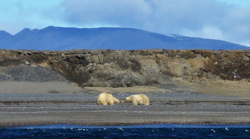 Край земли: чем живёт уникальный заповедник на острове Врангеля - «Новости»