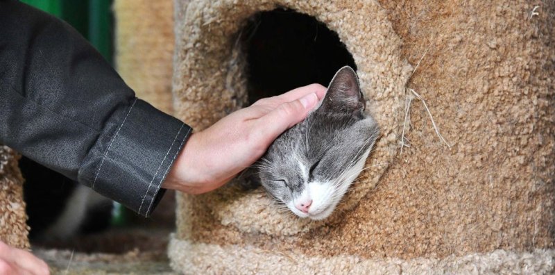 Участники акции "Месяц добра" перевели НКО 2 млн рублей за неделю Новости