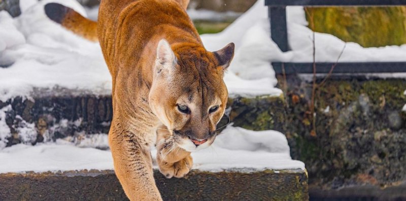 Зрители по всей России и за рубежом следят за трансляциями Московского зоопарка Новости