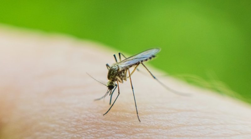 Иммунитет не защитит от заражения: инфекционист рассказала о дирофиляриозе, который переносят комары - «Новости»