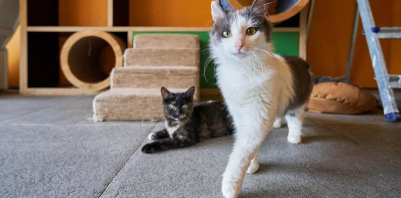 На Тверском бульваре открылось пространство "Моспитомец × Четвероногий друг" Новости